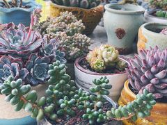 -中环花鸟鱼虫市场