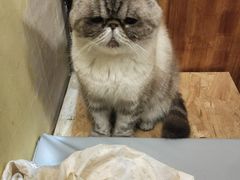 -猫色咖啡·猫咖