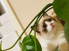 -猫十亿·布偶金渐层·曼基康矮脚猫舍(青年路店)