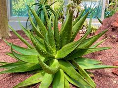-深圳仙湖植物园