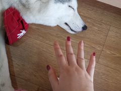 -Husky Go! 哈士奇体验馆·宠物咖啡厅狗咖