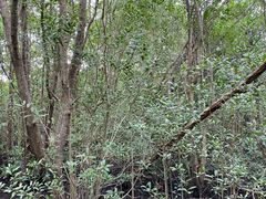 -东寨港红树林旅游区