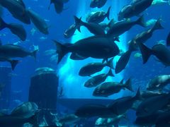 -迪拜水族馆及水下动物园