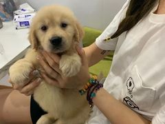 -翊宠yipet猫狗购宠庄园犬舍•猫舍