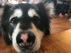 -more than meow吴止猫主题餐厅(承德 中船汇店)