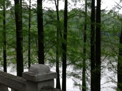 -三水森林公园