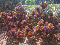 -墨尔本皇家植物园