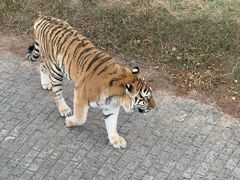 -青藏高原野生动物园