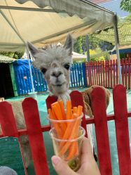 -萌宠亲子动物乐园(槐房万达店)