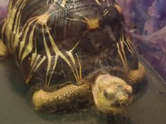 -上海大自然野生昆虫馆(东方明珠·爬宠昆虫探索中心)