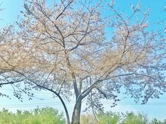 -西北湖绿化广场