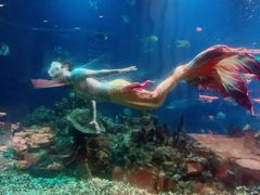 美人鱼-海棠湾洲际-涛·海底餐厅·美人鱼·自助餐·海底隧道