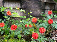 -老房子金沙元年川菜食府·花园餐厅(金沙店)