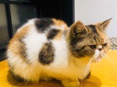 -猫色咖啡·猫咖