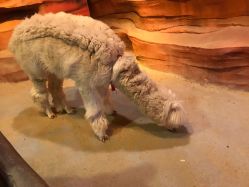 -酷嗒动物文化乐园(cutezoo西溪乐天城店)