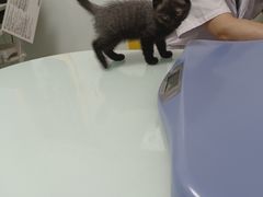 -宠福鑫康馨动物医院·骨科·眼科