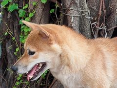-柴犬高等学院·狗咖·柴犬售卖·宠物训练