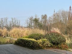 -桤木河湿地公园