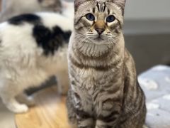 -Cappucimeow猫咪咖啡馆(韦伯时代店)