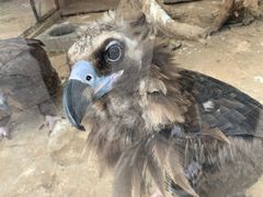 -青岛森林野生动物世界