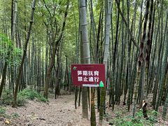 -上海佘山国家森林公园天马山园