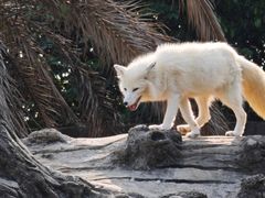 -杭州野生动物世界