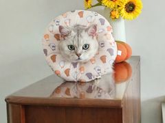 -瑞鹏宠物医院·普外科·影像科·皮肤科(城市山谷分院)