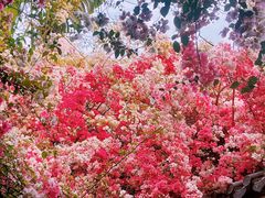 -深圳国际园林花卉博览园