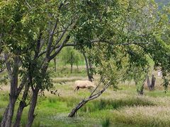 -泸沽湖国家级风景名胜区走婚桥