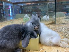 -龟与熊猫宠物公园(南坪店)