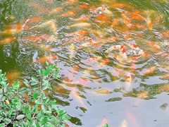 -西湖外事游船(花港观鱼码头)