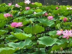-青城公园
