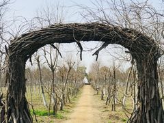 -上海海湾国家森林公园