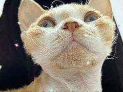 -猫十亿·布偶金渐层·曼基康矮脚猫舍(青年路店)