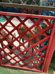 -萌宠亲子动物乐园(槐房万达店)