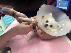 -北京观赏动物医院·24小时大型综合·猫专科·异宠专科