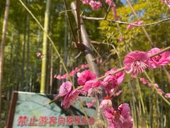 -苏州上方山国家森林公园