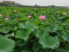 -荷塘月色湿地公园·向阳花洲