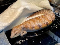 -酷以爬仙阁实体爬宠店·守宫·蜥蜴·专业繁育