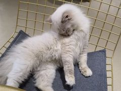 -藏猫猫咖啡主题馆(中央大道店)