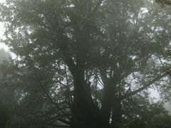 android_upload_pic-西湖风景区十里琅珰-五云山