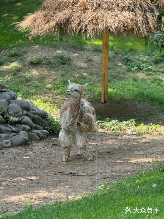 北京野生动物园图片