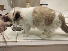 -喵喵咪呀布偶猫咖(春熙路店)