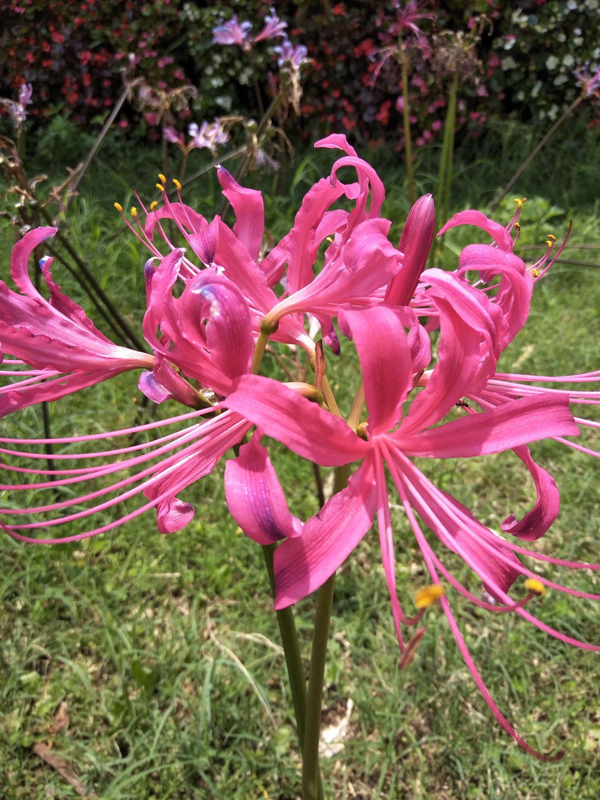 来看黄色的彼岸花开