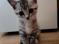 -有喵·猫咖·狗咖·30几只猫10只小狗(岗厦店)