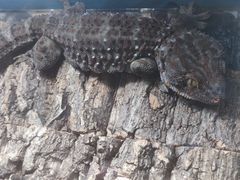 -上海大自然野生昆虫馆