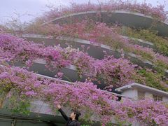 -深圳仙湖植物园