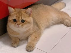 -东方名猫馆·英短金渐层布偶猫舍(环线广场1号楼店)