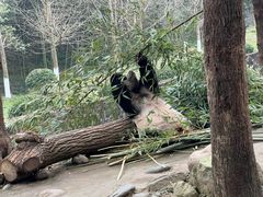 -都江堰中华大熊猫苑