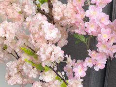 -樱花里音乐餐吧·牛扒椰子鸡(东圃店)